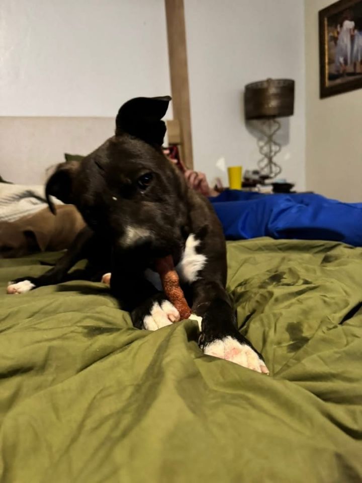 Stella 2