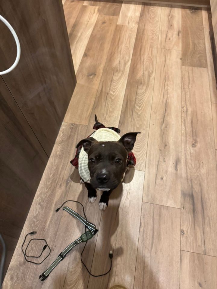 Stella 3