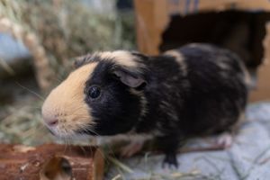 Ozzy, Adult Male unknown