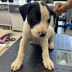 Rune, Baby Male Labrador Retriever