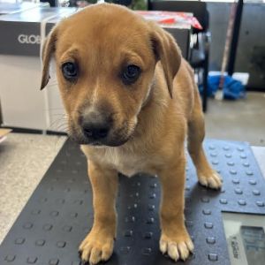 Ronan, Baby Male Labrador Retriever