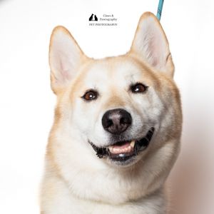 Looking to add a furry friend to your family If youre interested in meeting Bingo whos currently 