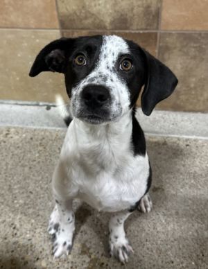 Louise, Adult Female Retriever