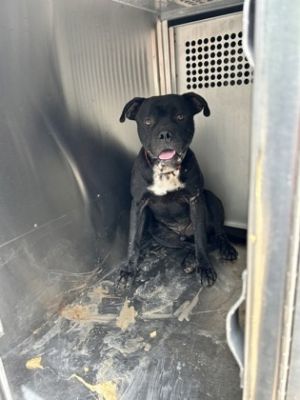 Alexander, Adult Male Pit Bull Terrier