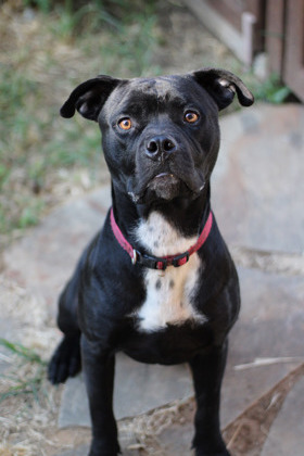 Alexander, an adoptable Pit Bull Terrier, Bullmastiff in Fort Worth, TX, 76119 | Photo Image 1