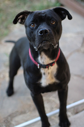 Alexander, an adoptable Pit Bull Terrier, Bullmastiff in Fort Worth, TX, 76119 | Photo Image 2