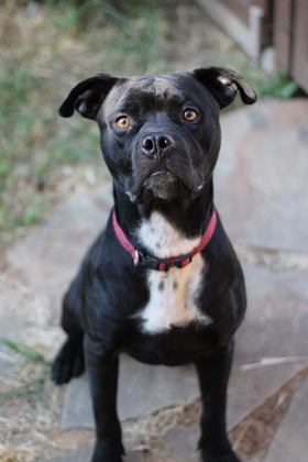 Alexander, an adoptable Pit Bull Terrier, Bullmastiff in Fort Worth, TX, 76119 | Photo Image 3