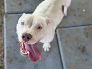 Jiminy Cricket, Adult Male Pit Bull Terrier
