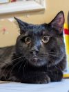 Edgar Allen Paw photo 1