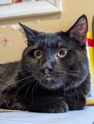 Edgar Allen Paw