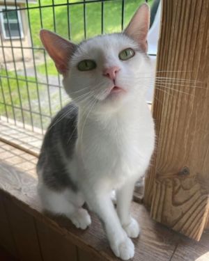 Willow, Adult Female unknown