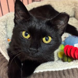 Moon, Adult Female Domestic Short Hair