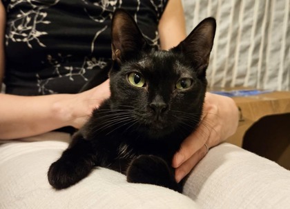 Tinkerbelle