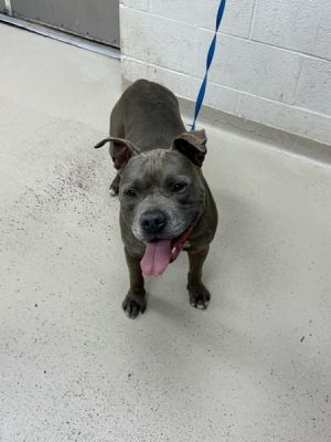 (24) Pit Bull Terrier Dog