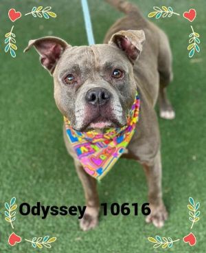 Primary Color Grey Weight 541875lbs Age 6yrs 0mths 3wks