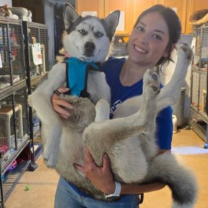 Sky, Young Female Husky