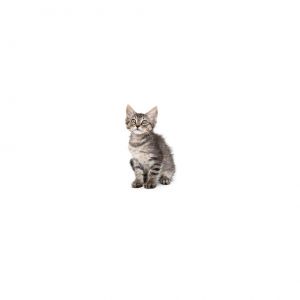 Captain Meow Sparrow is a young little boy who is ready for a family of their ow