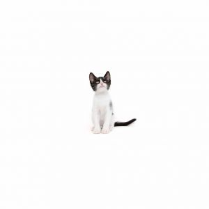 Fig is a young little boy who is ready for a family of their own All kittens have been spayedneute