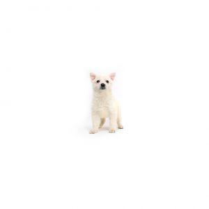 Amy Poehler Mixed Breed Dog