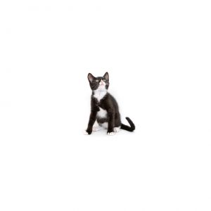 Cucumber Domestic Short Hair Cat