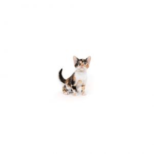 Poppy Domestic Short Hair Cat