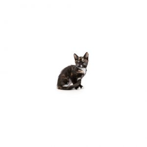 Pomegranate is a young little girl who is ready for a family of their own All k