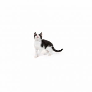 Watermelon is a young little boy who is ready for a family of their own All kittens have been spaye