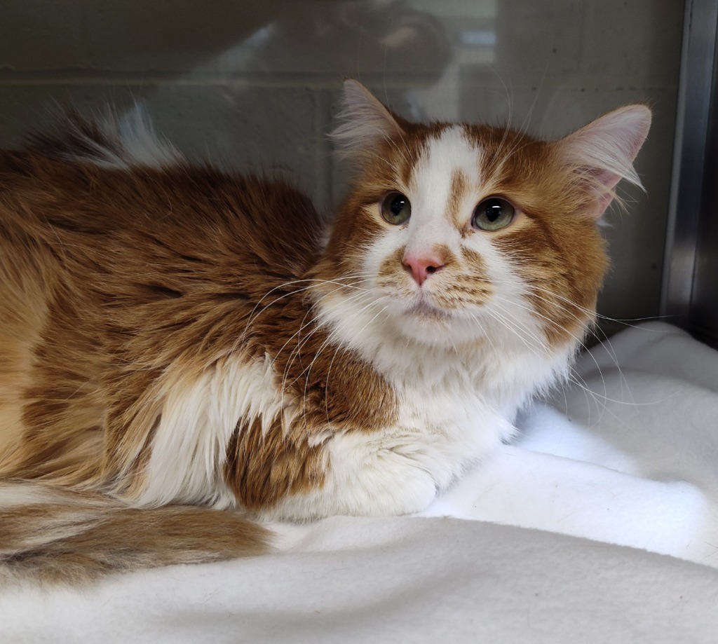 Mango Tango, an adoptable Domestic Long Hair in Grand Forks, ND, 58203 | Photo Image 2