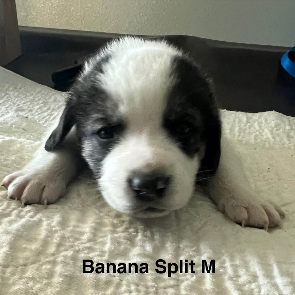 Odie FKA Banana Split