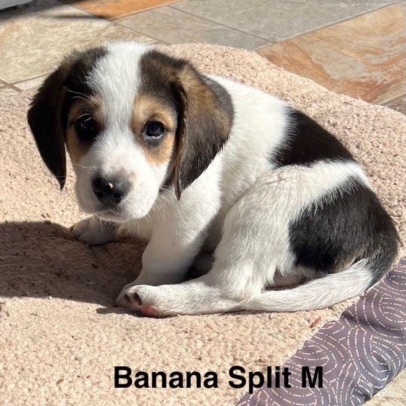 Odie FKA Banana Split