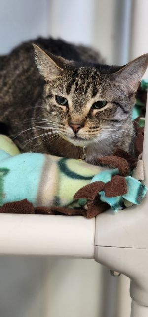 Loki (Steve), Young Female Domestic Short Hair