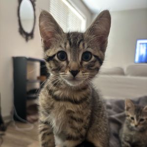 Thokk (Invincible), Baby Male Domestic Short Hair
