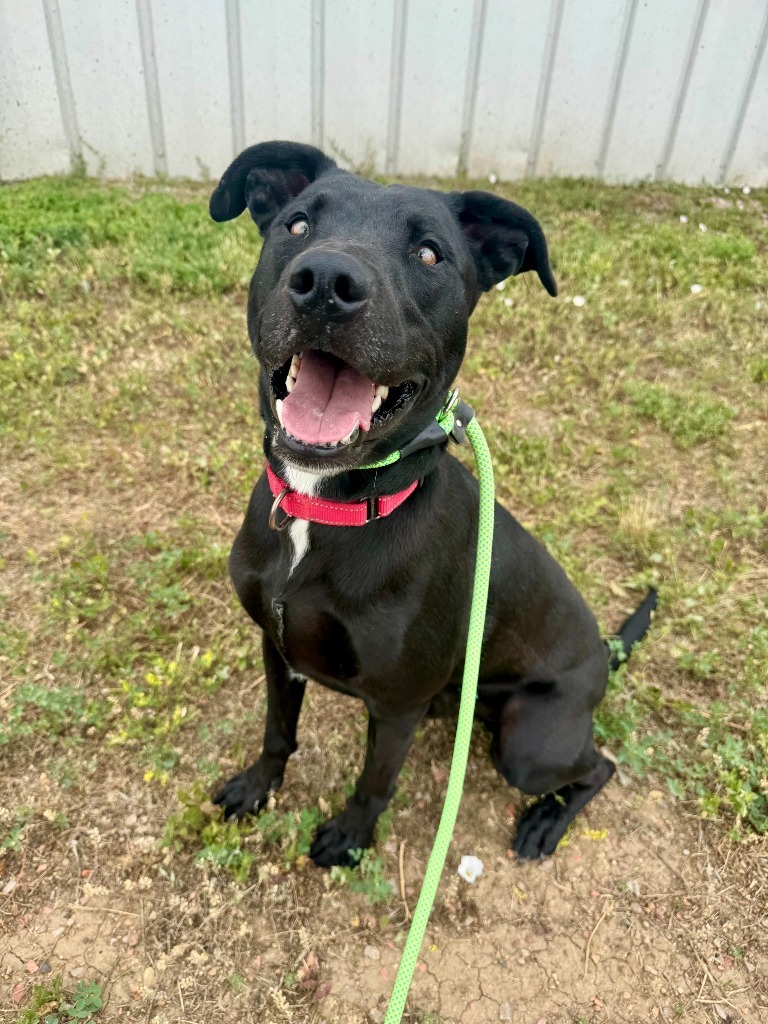 Coal, an adoptable Labrador Retriever, Mixed Breed in Gillette, WY, 82716 | Photo Image 1