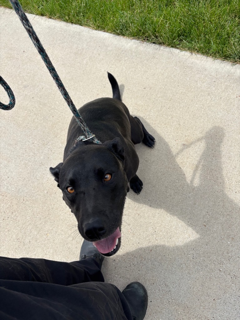 Coal, an adoptable Labrador Retriever, Mixed Breed in Gillette, WY, 82716 | Photo Image 2