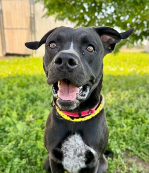 Bruno, Young Male Pit Bull Terrier