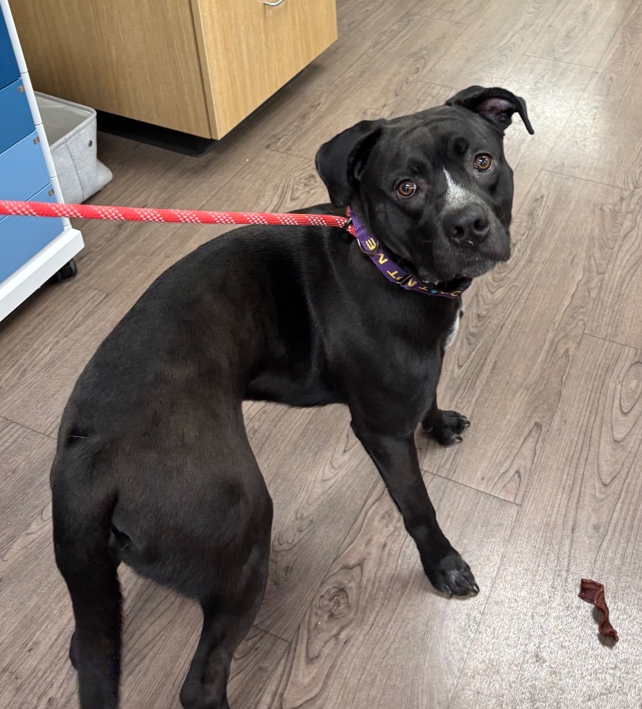Bruno, an adoptable Pit Bull Terrier in Gillette, WY, 82716 | Photo Image 2