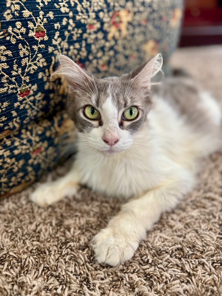 Meowidith Grey