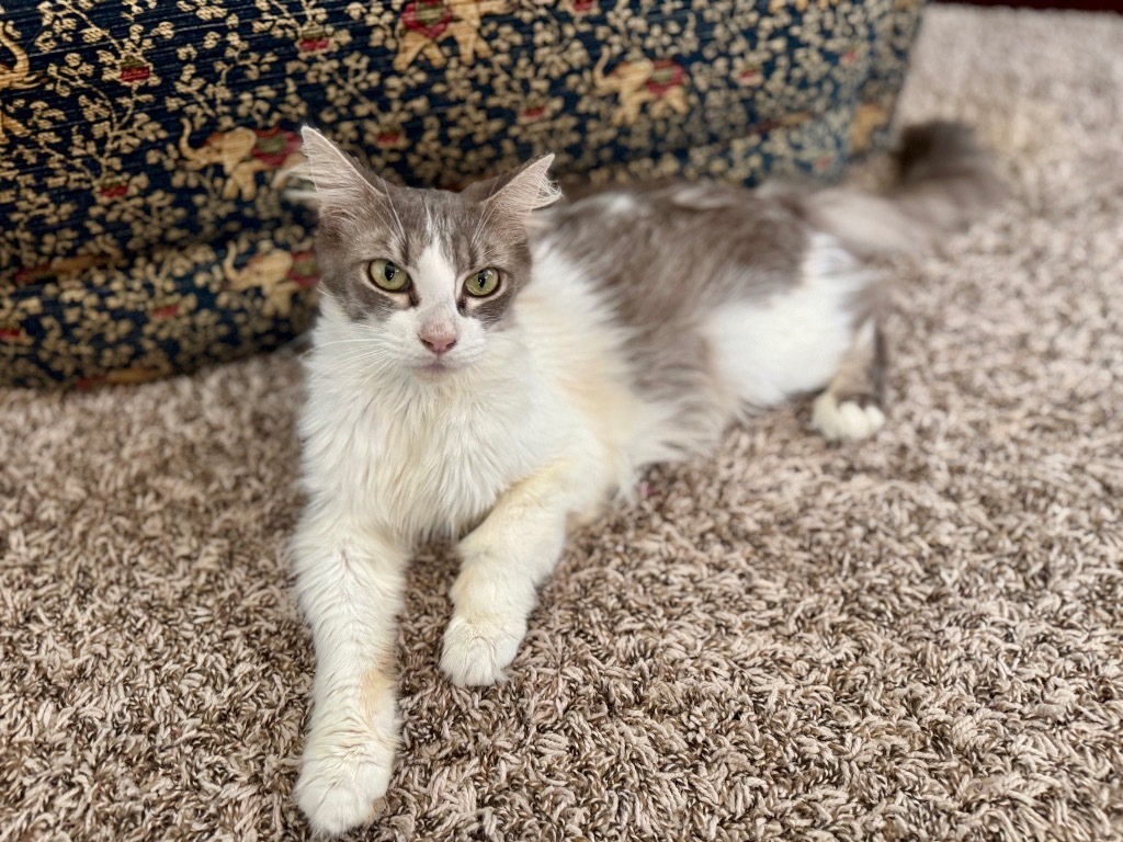 Meowidith Grey