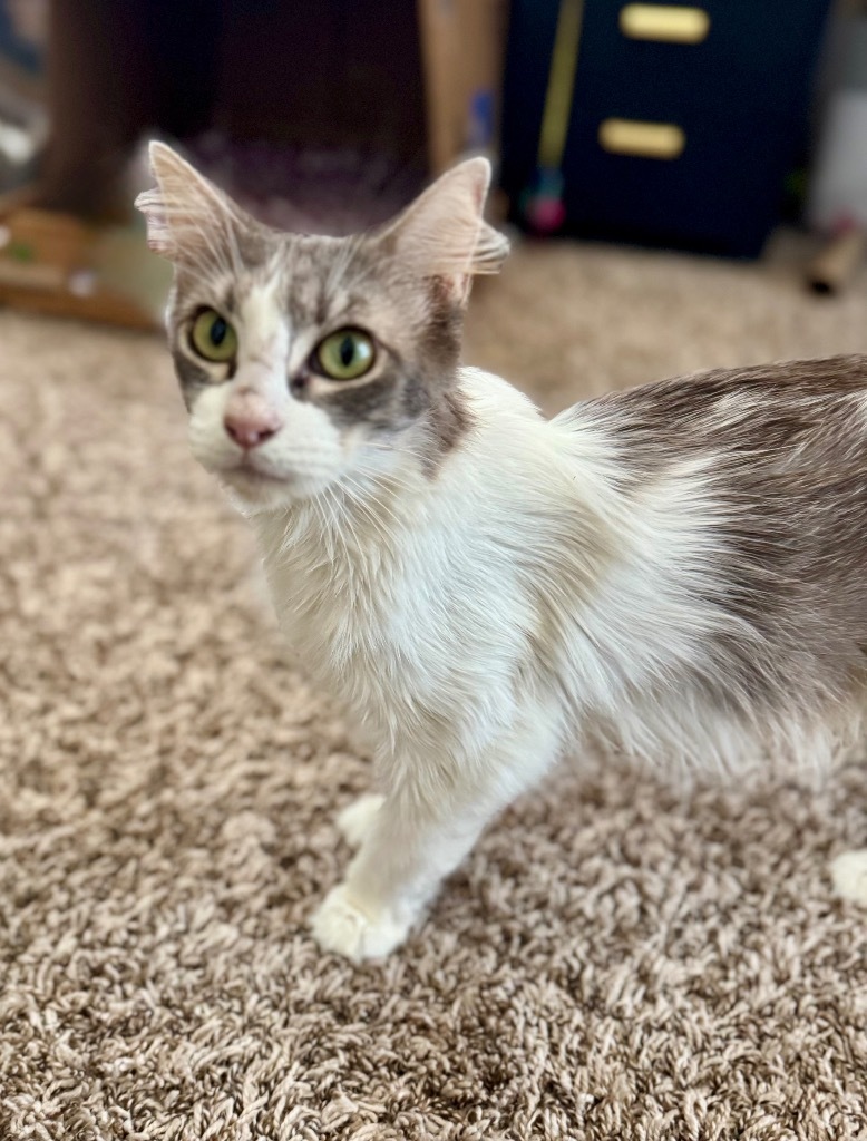 Meowidith Grey