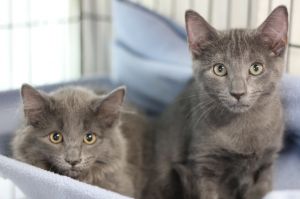 Goose &amp; Wolfe, Baby Male Domestic Long Hair