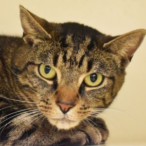 T-Bone, Adult Male unknown