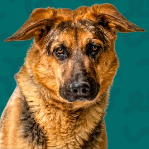 Elsie, Adult Female German Shepherd Dog