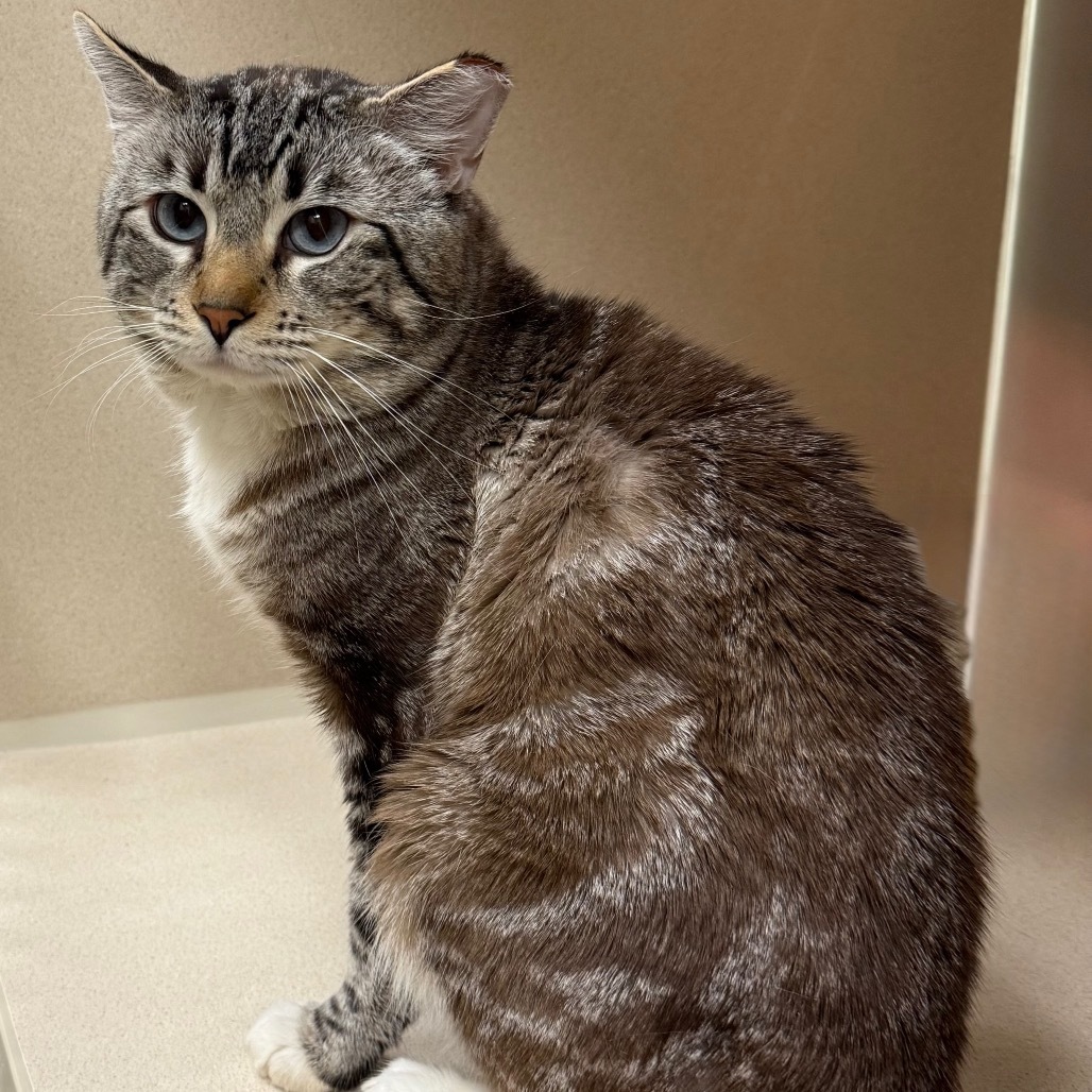 Merlot, an adoptable Domestic Short Hair in Reno, NV, 89502 | Photo Image 1