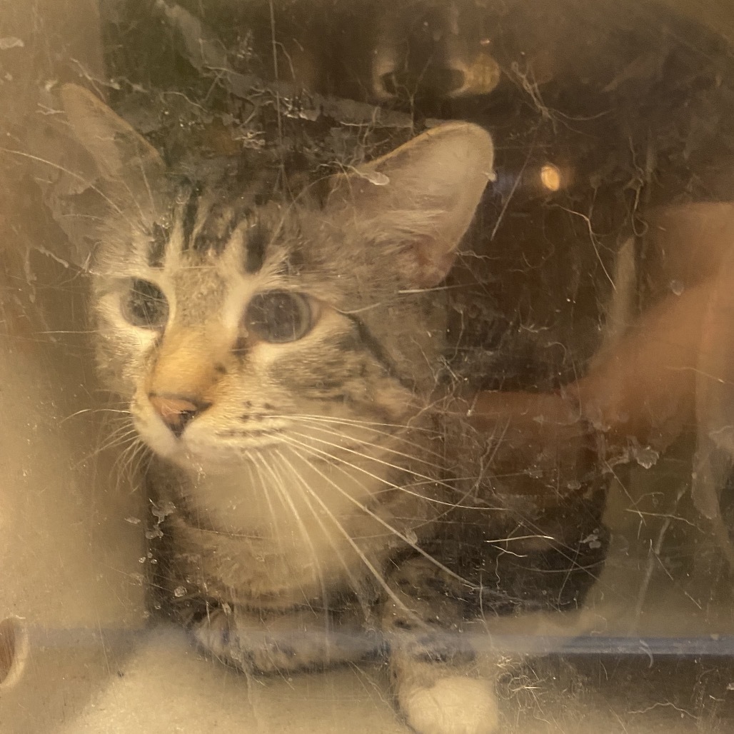 Merlot, an adoptable Domestic Short Hair in Reno, NV, 89502 | Photo Image 2