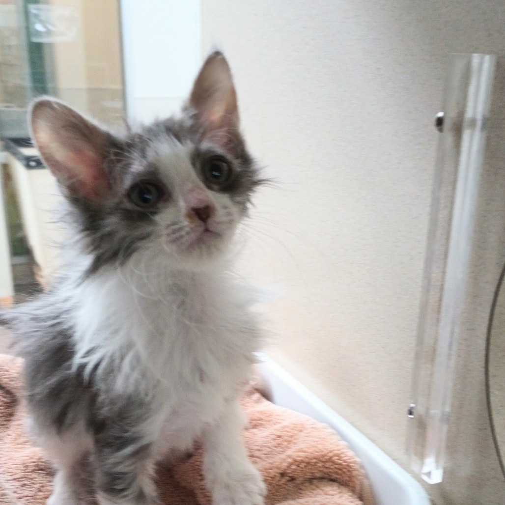 Kaa, an adoptable Domestic Short Hair in Reno, NV, 89502 | Photo Image 1