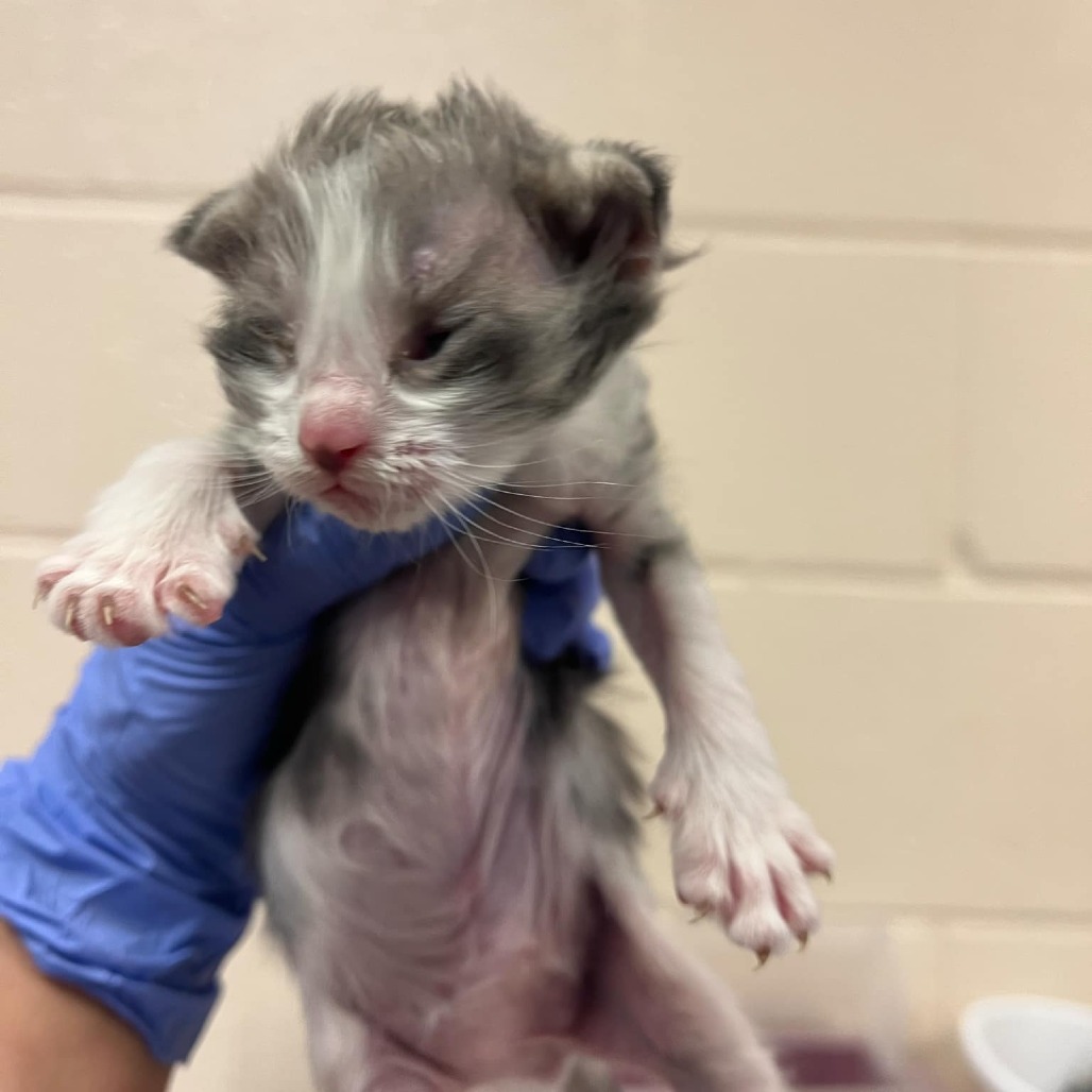 Kaa, an adoptable Domestic Short Hair in Reno, NV, 89502 | Photo Image 2