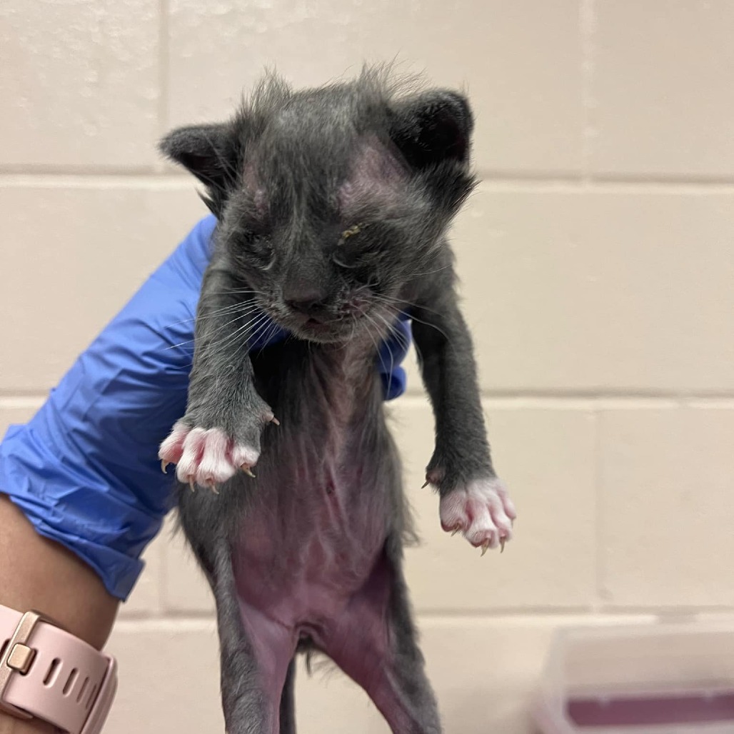 Baloo, an adoptable Domestic Short Hair in Reno, NV, 89502 | Photo Image 2