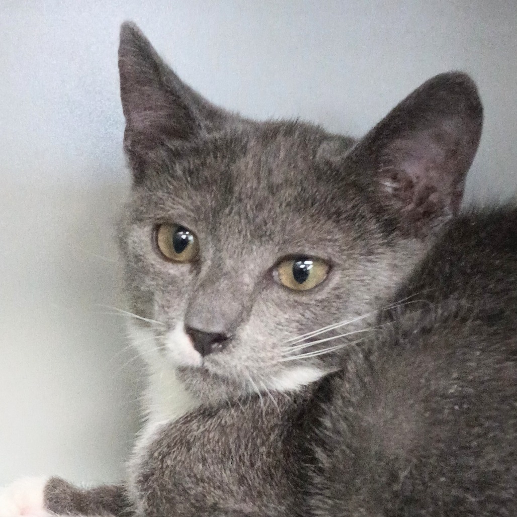 Karkat, an adoptable Domestic Short Hair in Reno, NV, 89502 | Photo Image 1