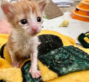 Genevieve, Baby Female Domestic Short Hair
