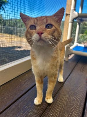Primary Color Orange Weight 96lbs Age 1yrs 0mths 0wks Animal has been Neuter